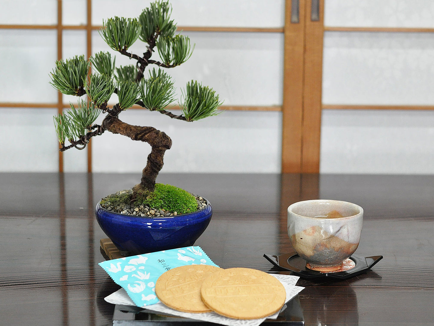 和三盆ゴーフレットとミニ五葉松 丸小鉢