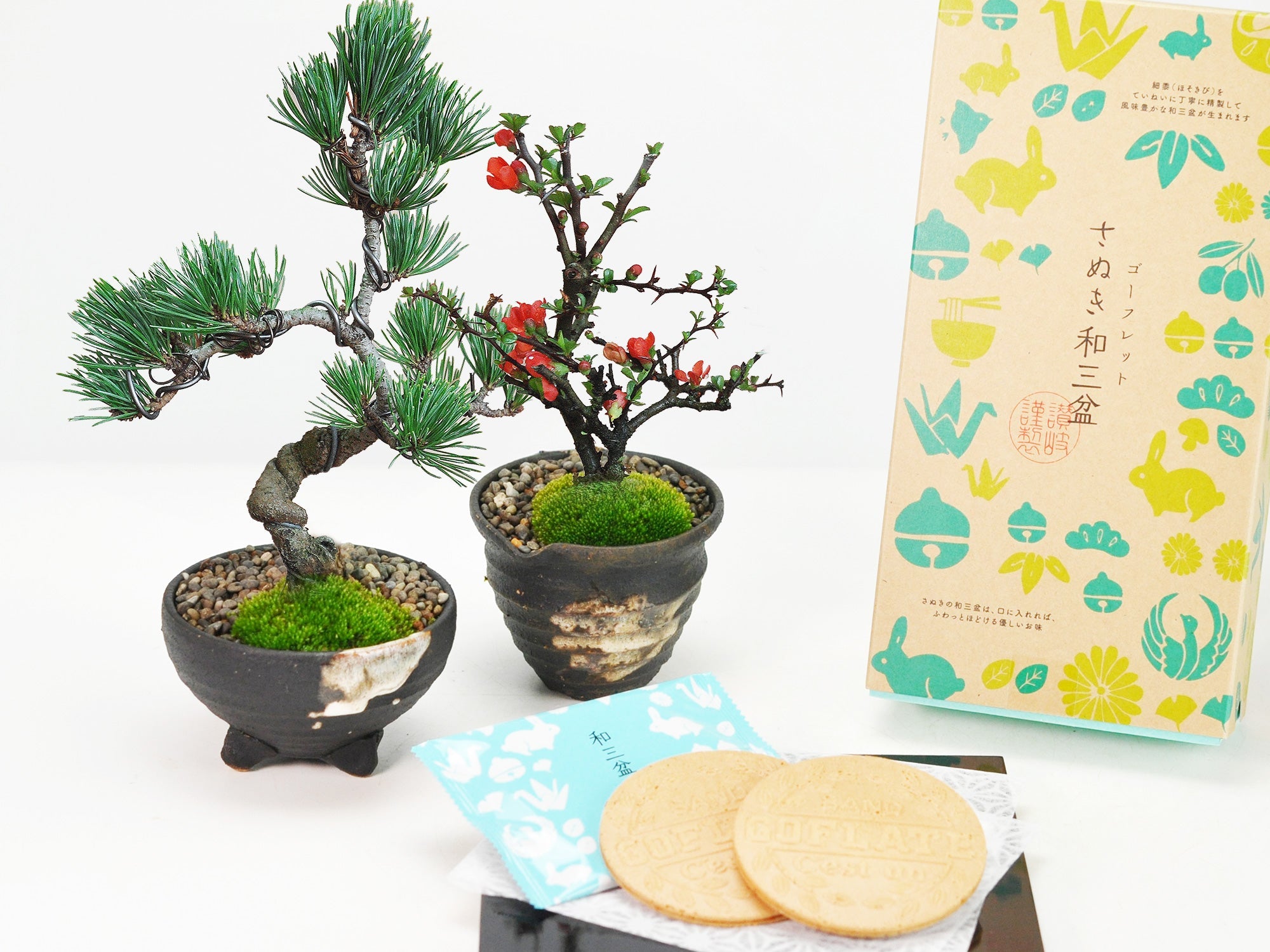 和三盆ゴーフレットと松と長寿梅のペアセットの盆栽の販売｜盆栽