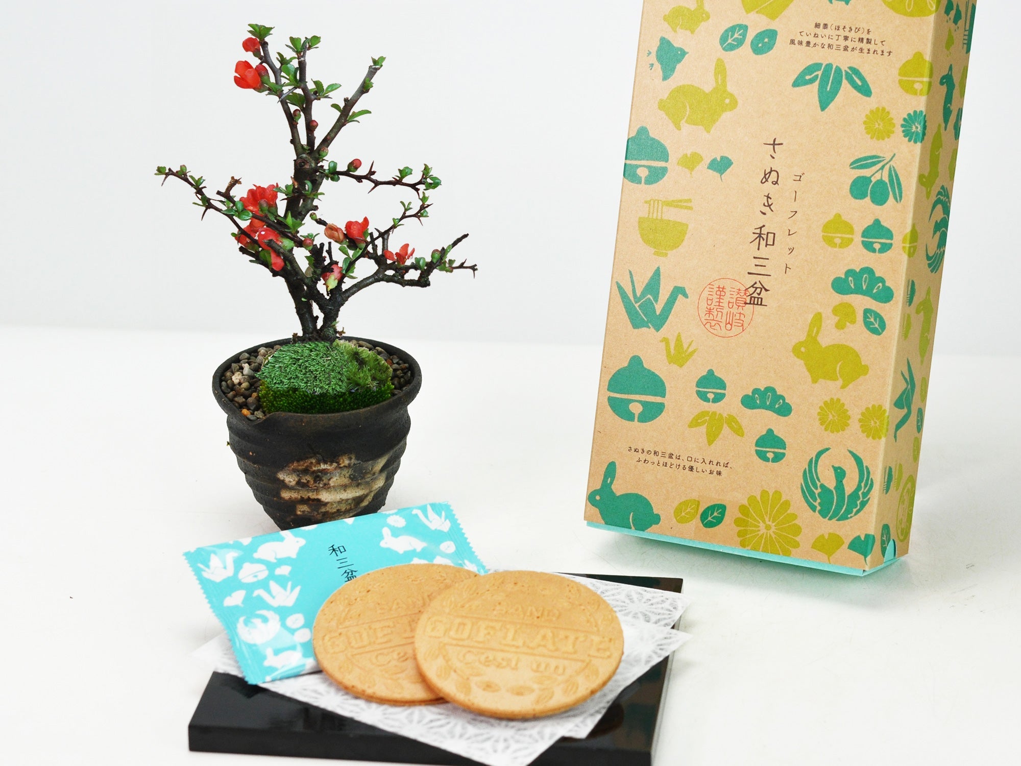 和三盆ゴーフレットとミニ長寿梅 信楽焼つぼ鉢の盆栽の販売｜盆栽妙