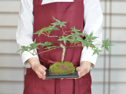 造花盆栽・フェイクグリーン
