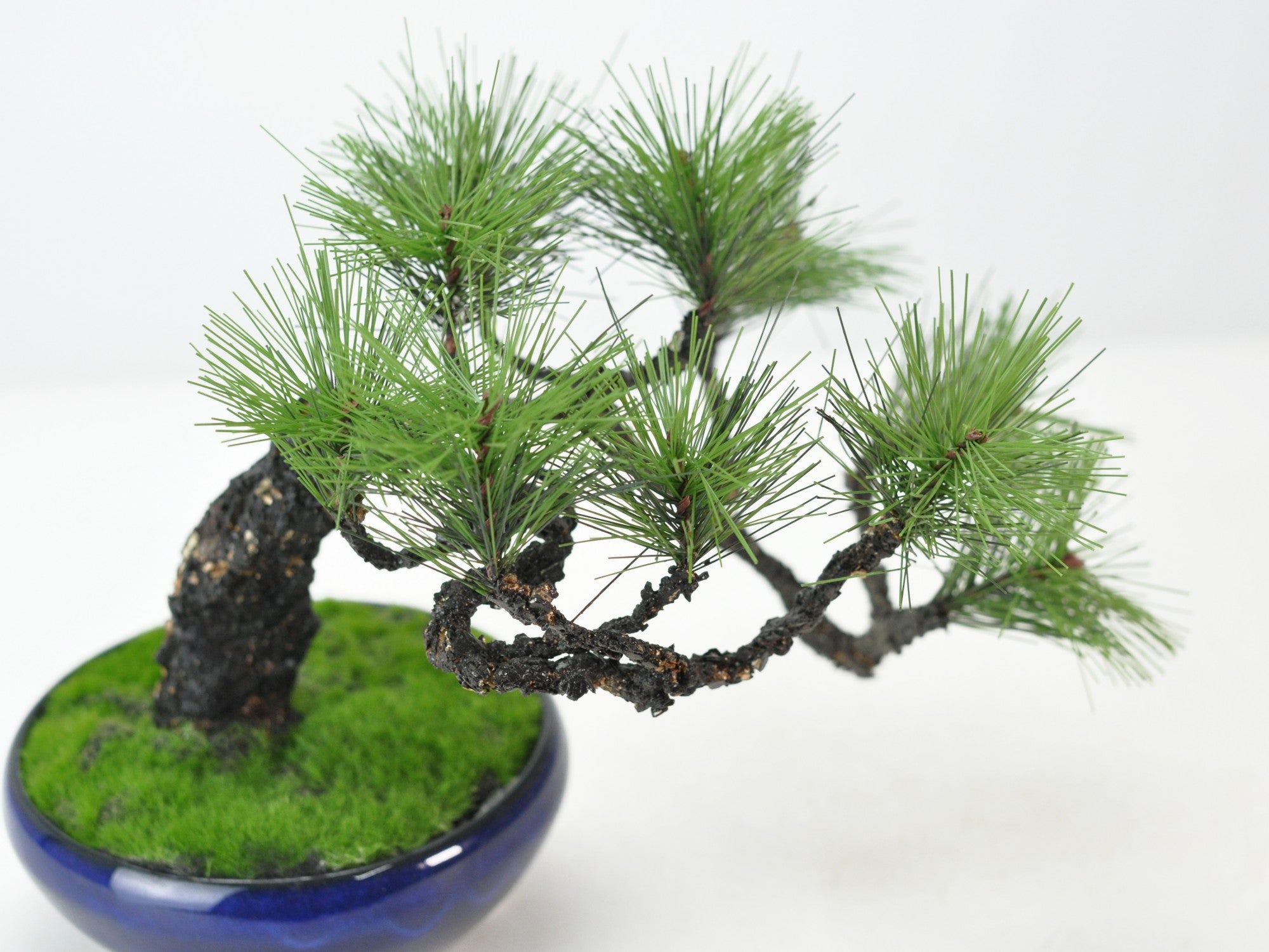 造花盆栽 松 懸崖風の販売｜盆栽妙 – 盆栽妙 本店