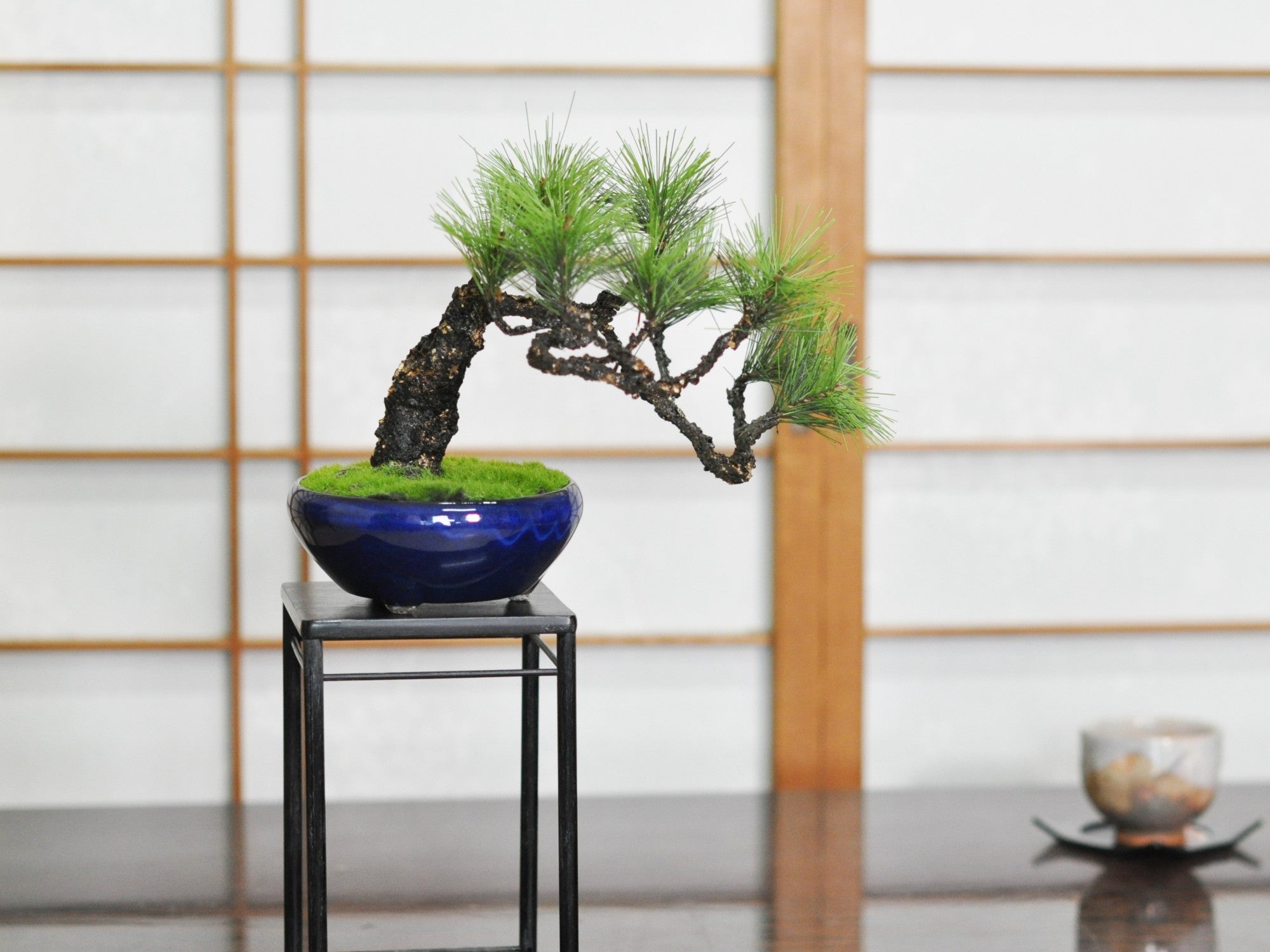 造花盆栽 松 懸崖風の販売｜盆栽妙 – 盆栽妙 本店