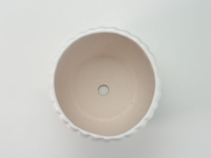 5号鉢(幅14～16cm)