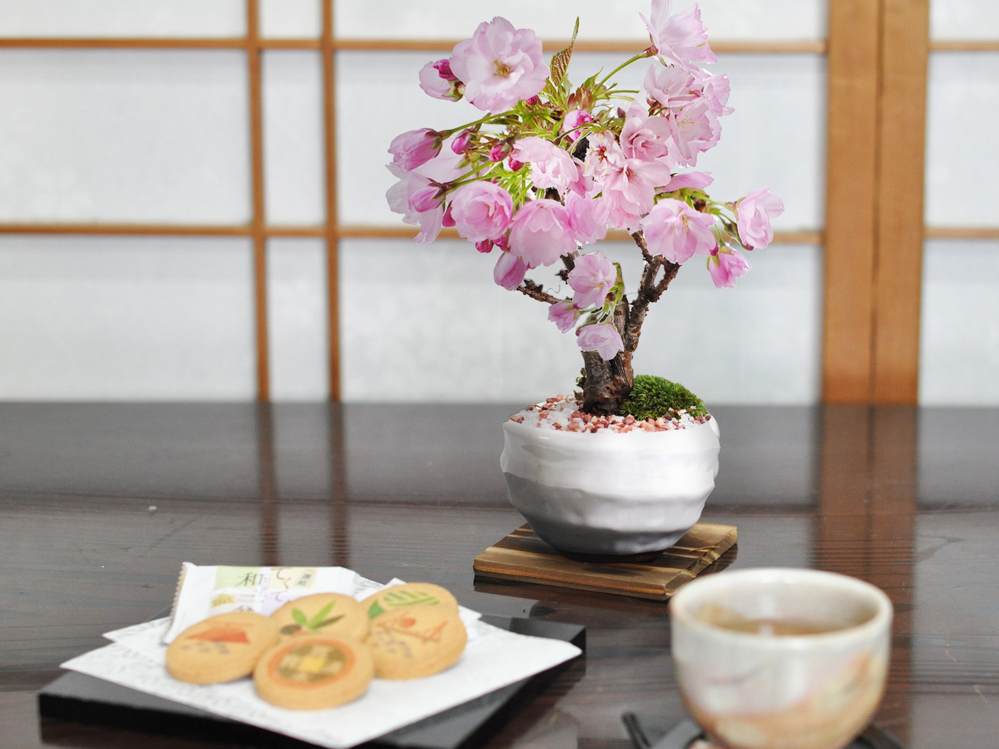 和三盆クッキーと開花調整5月に咲くミニ桜の盆栽の販売｜盆栽妙