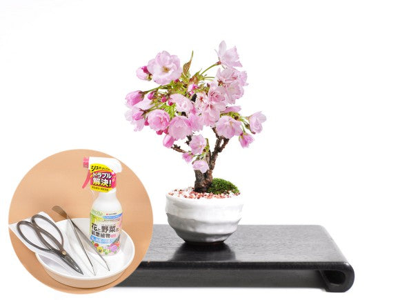  桜（サクラ）