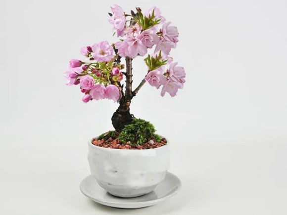  桜（サクラ）
