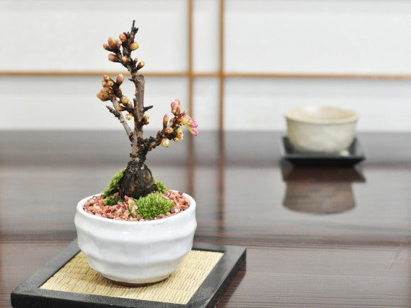  桜（サクラ）