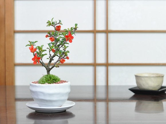 ミニ長寿梅白波和鉢(受け皿付き)と和三盆クッキーセットの盆栽の販売