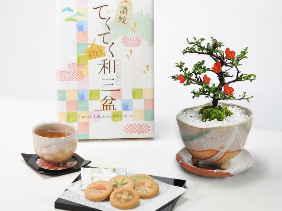 長寿梅白掛祝い鉢(受け皿付き)と和三盆クッキーセットの盆栽の販売