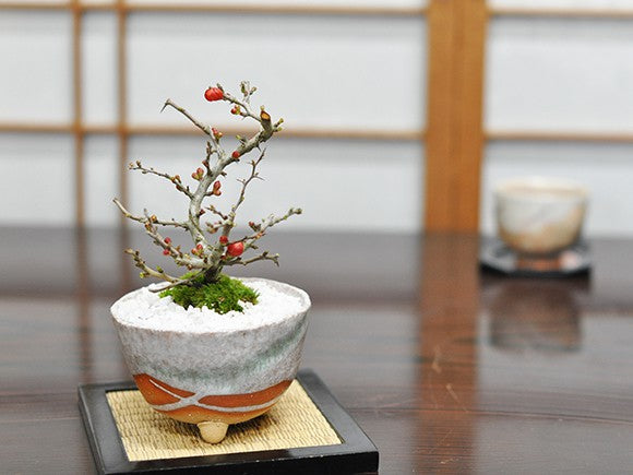 長寿梅白掛祝い鉢(受け皿付き)と和三盆ゴーフレットセットの盆栽の販売