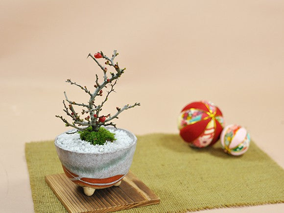 長寿梅白掛祝い鉢(受け皿付き)と和三盆ゴーフレットセットの盆栽の販売