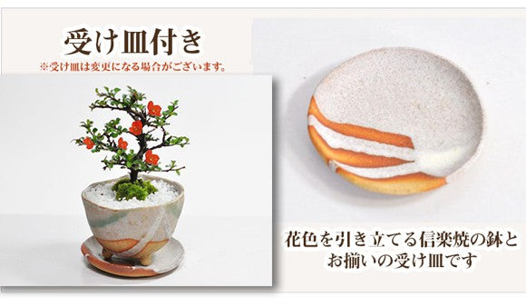長寿梅白掛祝い鉢(受け皿付き)と和三盆ゴーフレットセットの盆栽の販売