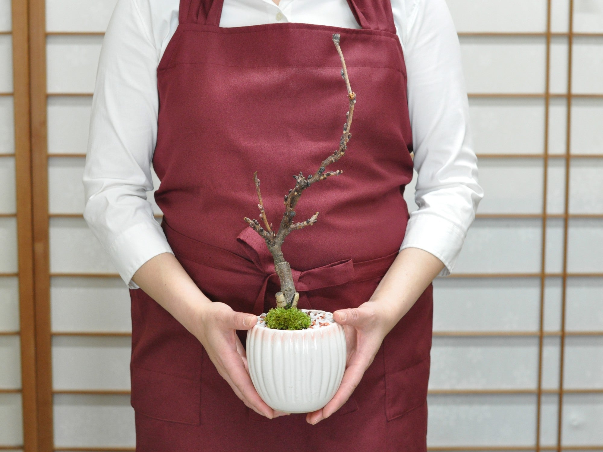 母の日】開花調整 5月に咲く藤 小サイズ 白桃モダン鉢の盆栽の販売