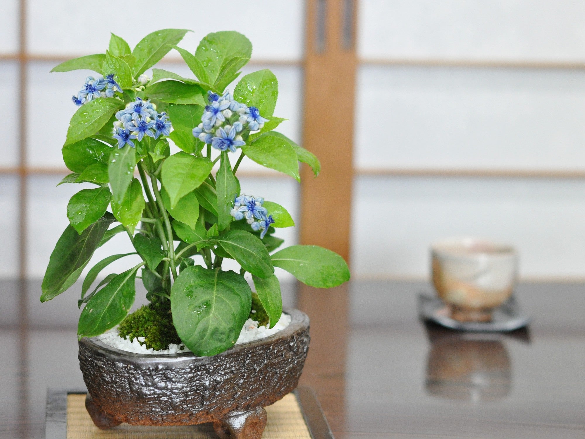 薄端　雷文様　 アンティーク　四つ脚　花器　約5.8kg 常山あじさい 信楽焼鉄鉢 小判三足の盆栽の販売｜盆栽妙 – 盆栽妙 本店