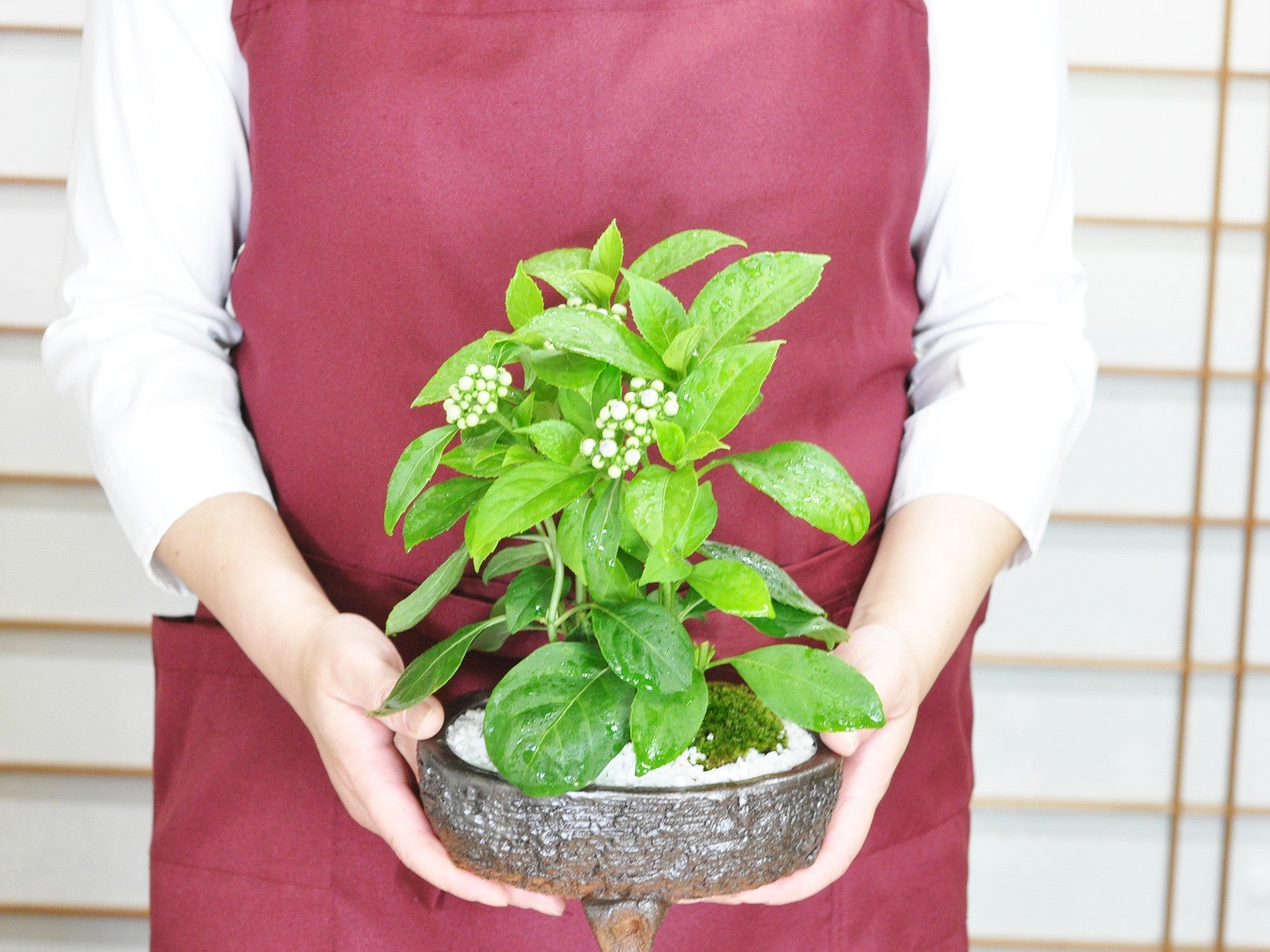 常山あじさい 信楽焼鉄鉢 小判三足の盆栽の販売｜盆栽妙 – 盆栽
