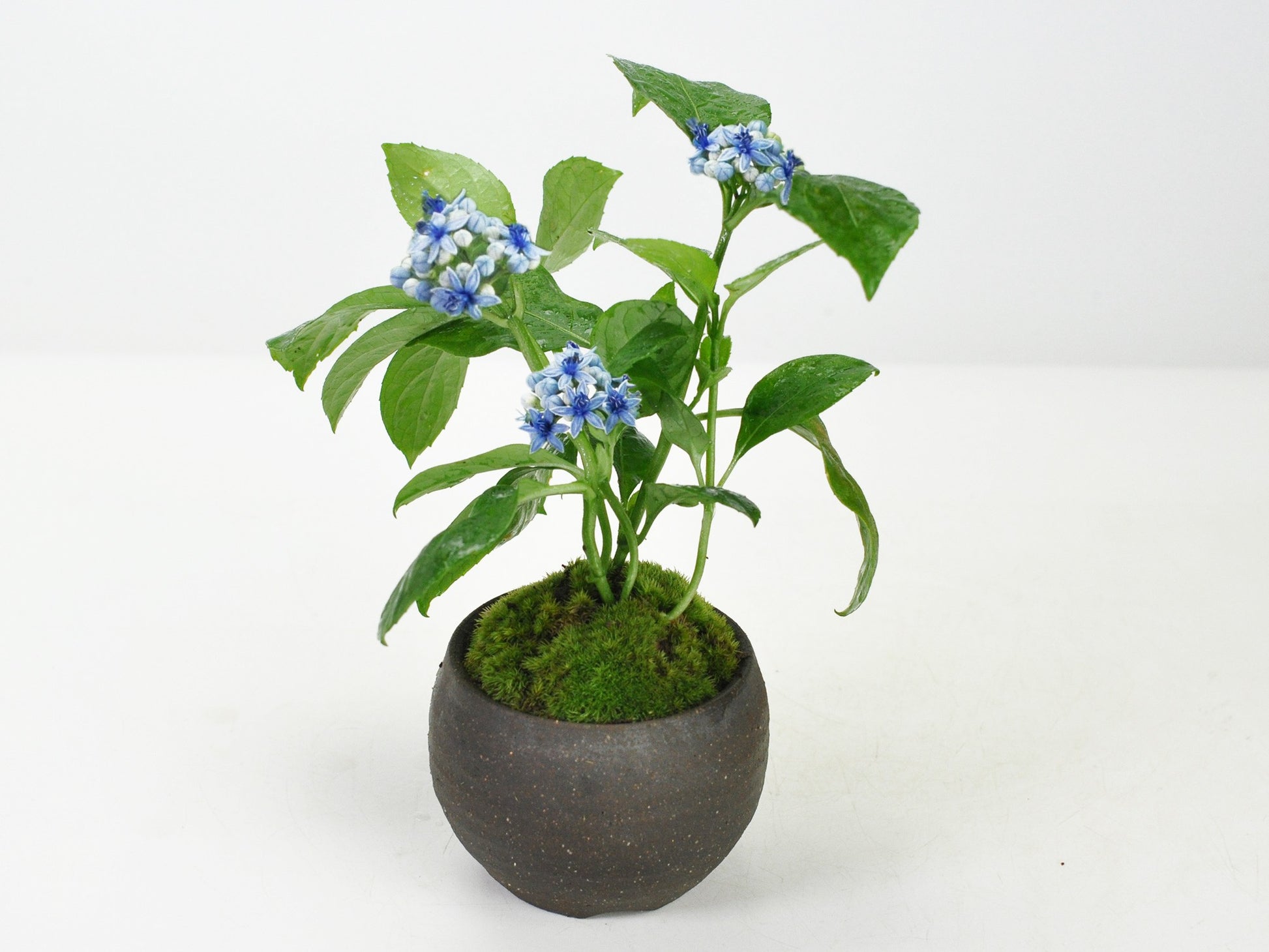 紫陽花（アジサイ）