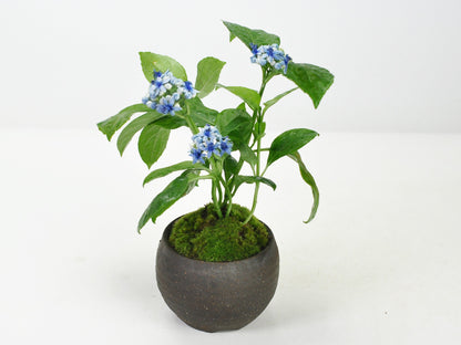 紫陽花（アジサイ）