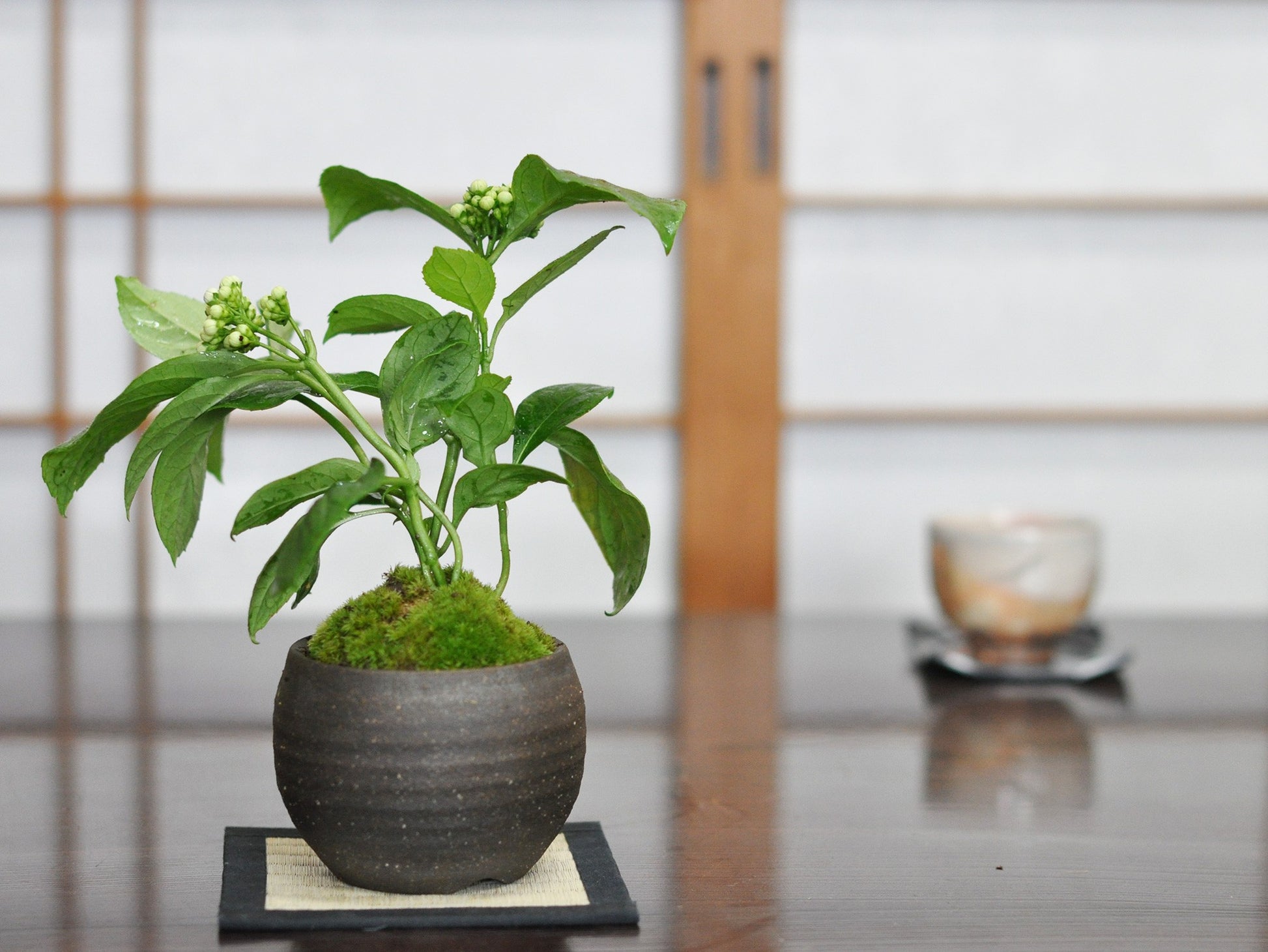 紫陽花（アジサイ）