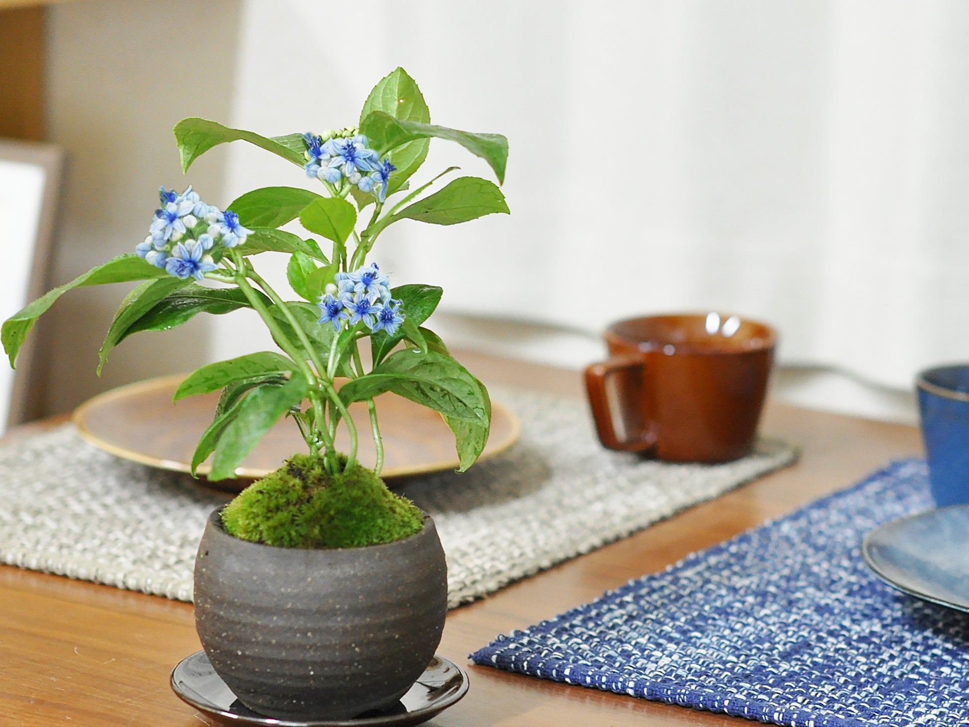 紫陽花（アジサイ）