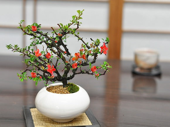 枝振りの良い松と花のペア盆栽の盆栽の販売｜盆栽妙 – 盆栽妙 本店