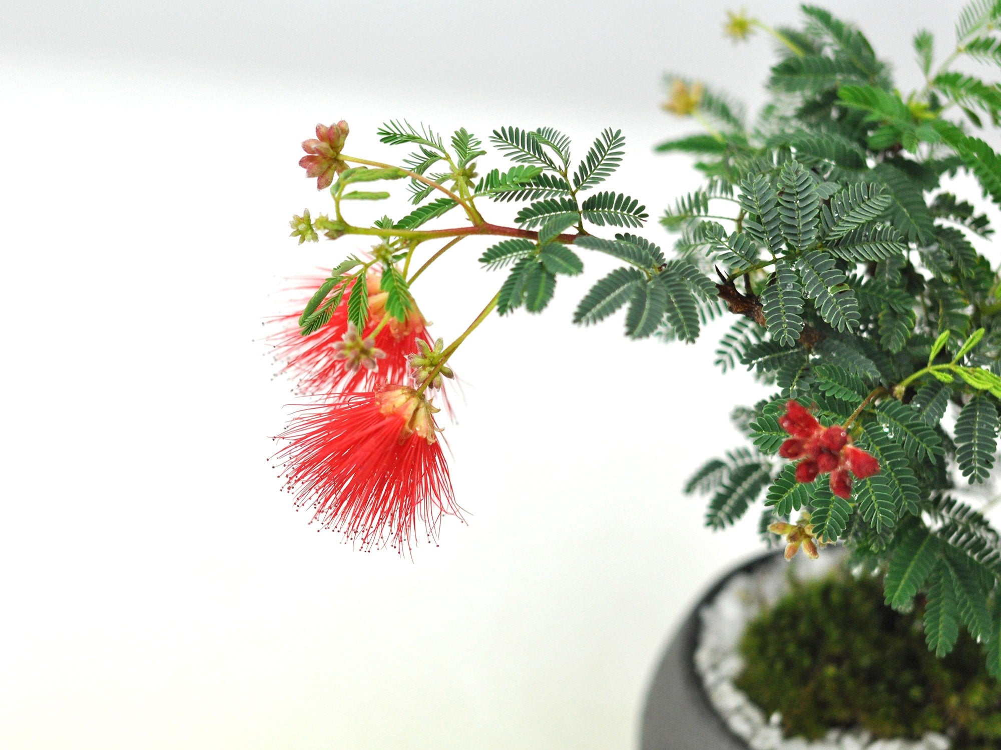 盆栽 ネムノキ 捻転幹 蕾多数 ピンク色 開花寸前