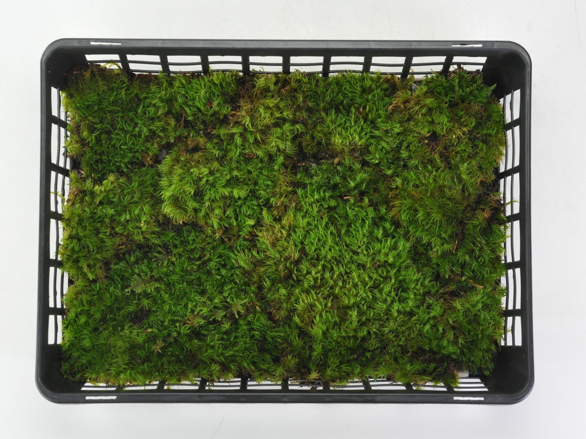 天然苔　コツボ　ナミガタタチゴケ　各2トレー コツボゴケ大トレー(390×580mm) | 苔の販売専門店モスファーム