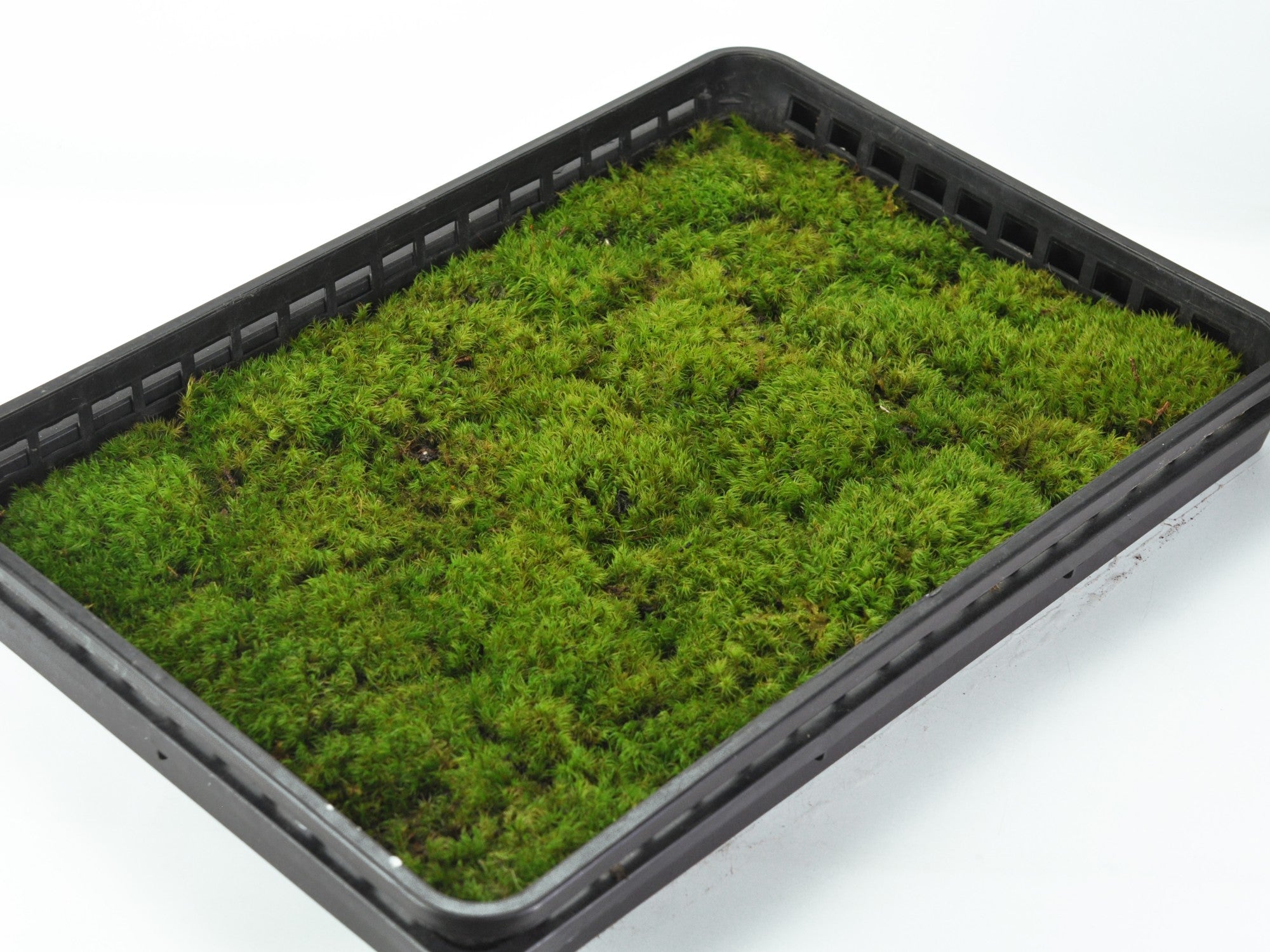 天然苔　最上質1.5トレー　上質大1トレー 髢苔(カモジゴケ)大トレー(5枚セット)の販売｜盆栽妙 – 盆栽妙 本店