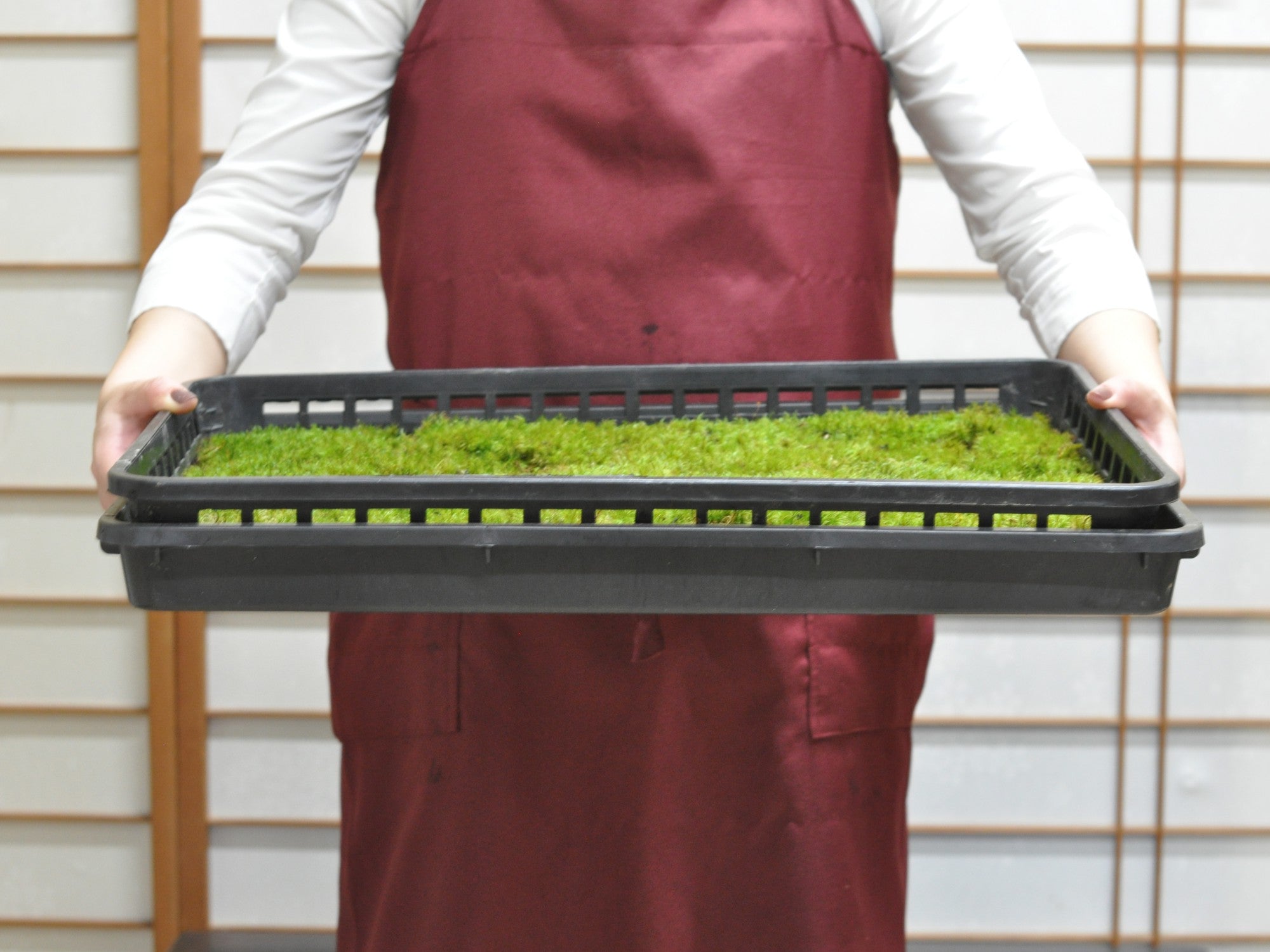 天然苔　最上質1.5トレー　上質大1トレー 髢苔(カモジゴケ)大トレー(5枚セット)の販売｜盆栽妙 – 盆栽妙 本店