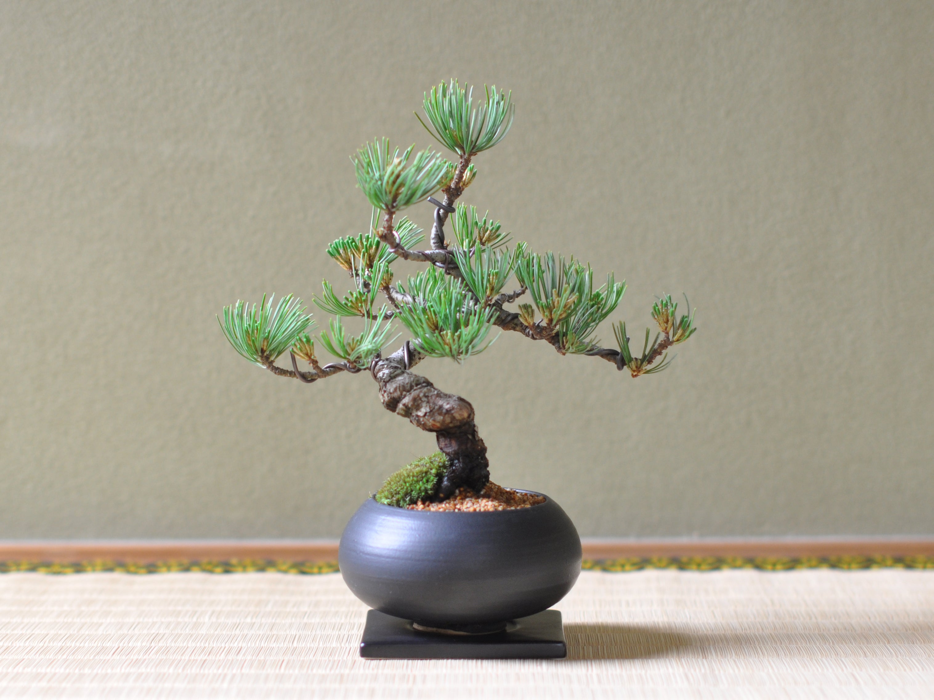 即日発送の盆栽 16時までのご注文で翌日お届け ｜ 贈り物ギフトの盆栽