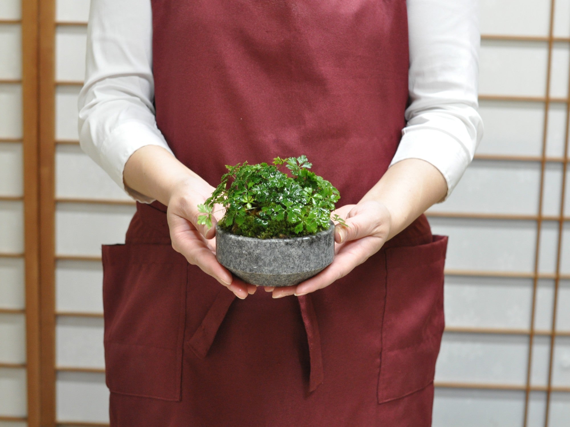 庵治石バイカオーレンの盆栽の販売｜盆栽妙 – 盆栽妙 本店