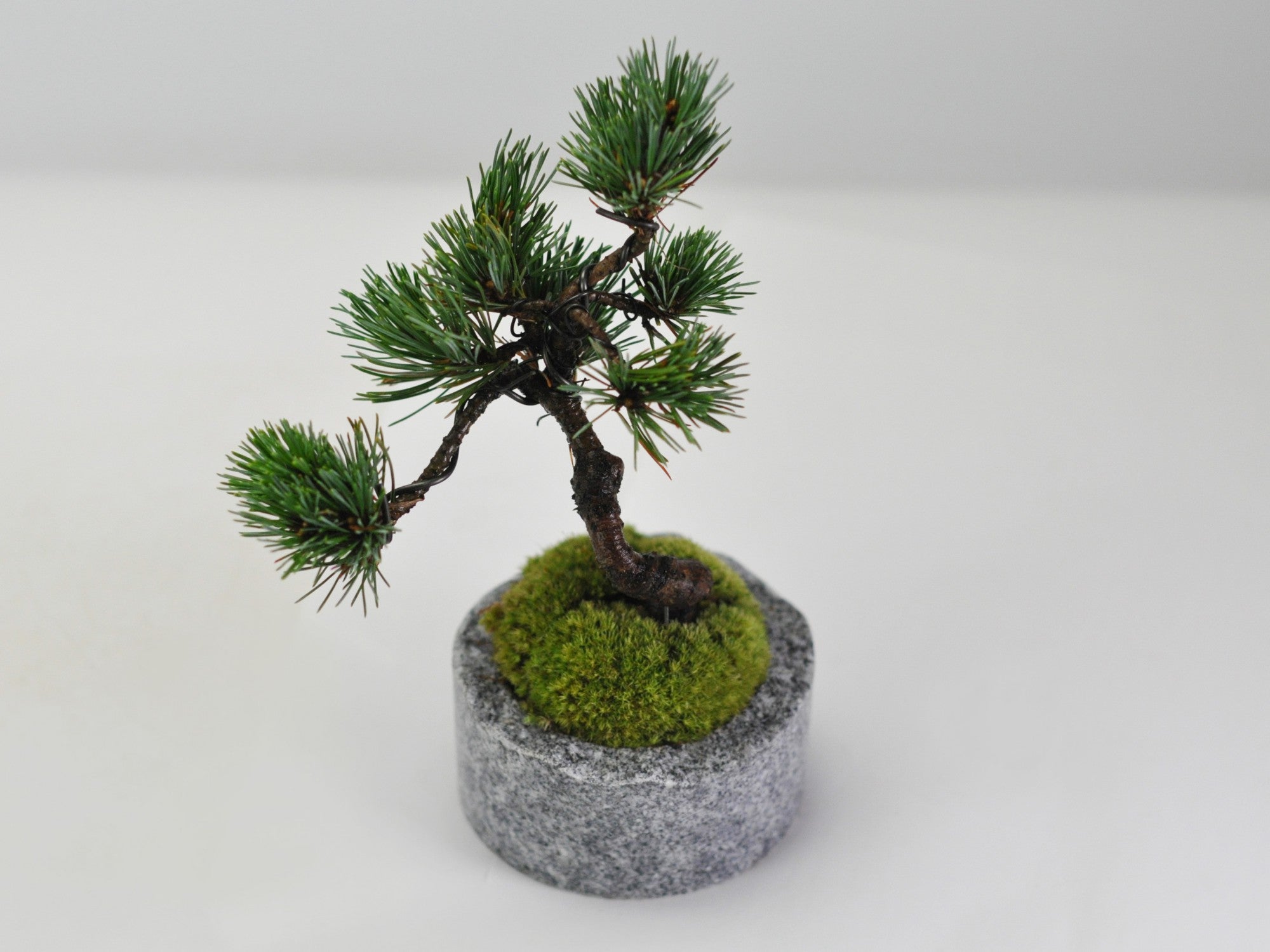 四国五葉松 庵治石の器の盆栽の販売｜盆栽妙 – 盆栽妙 本店