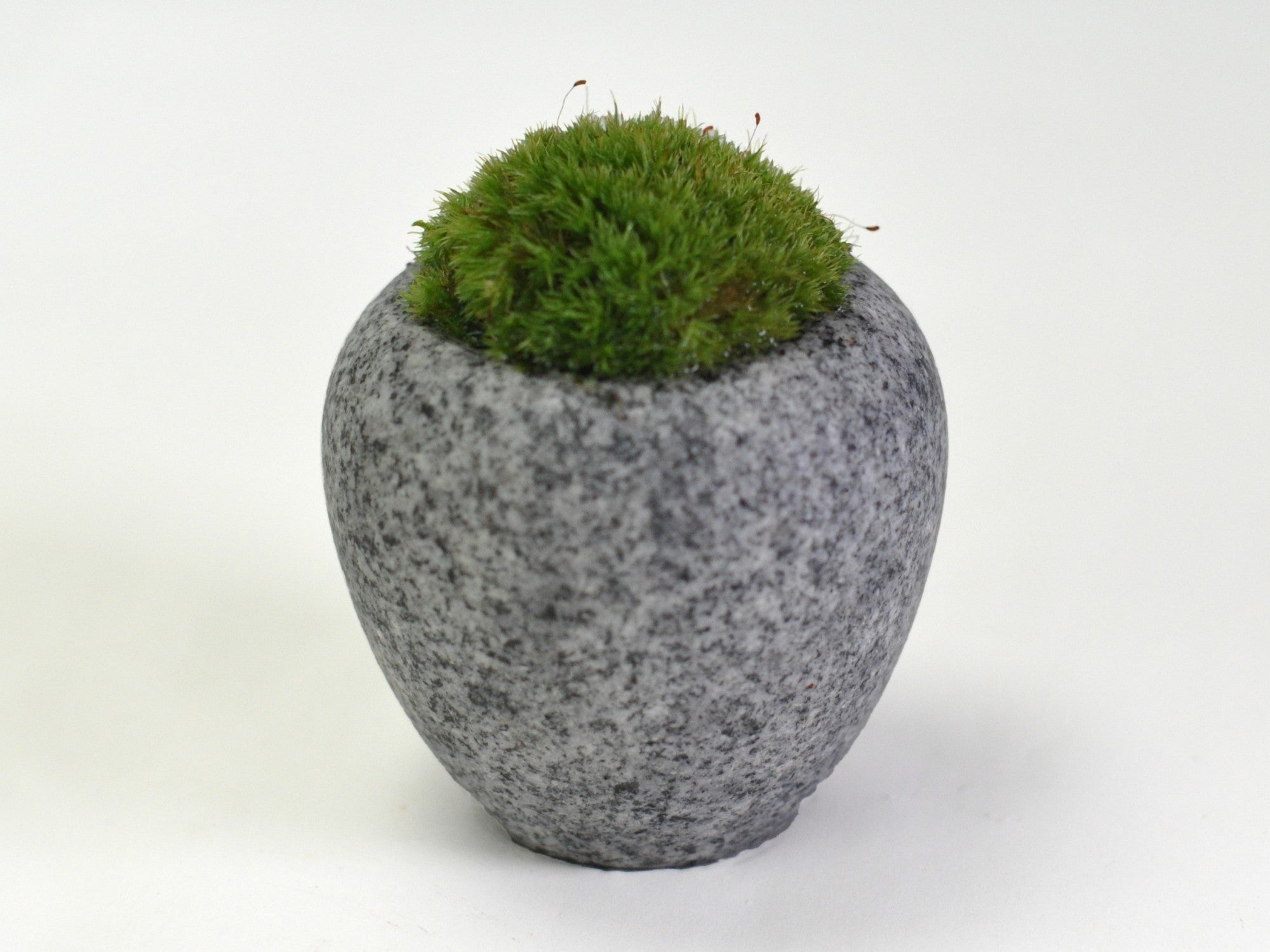 庵治石 苔盆栽 エッグストーンの盆栽の販売｜盆栽妙 – 盆栽妙 本店