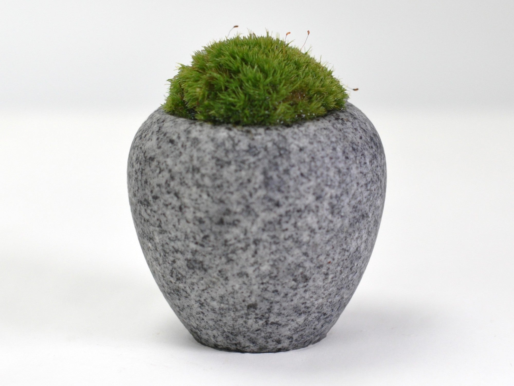 庵治石 苔盆栽 エッグストーンの盆栽の販売｜盆栽妙 – 盆栽妙 本店