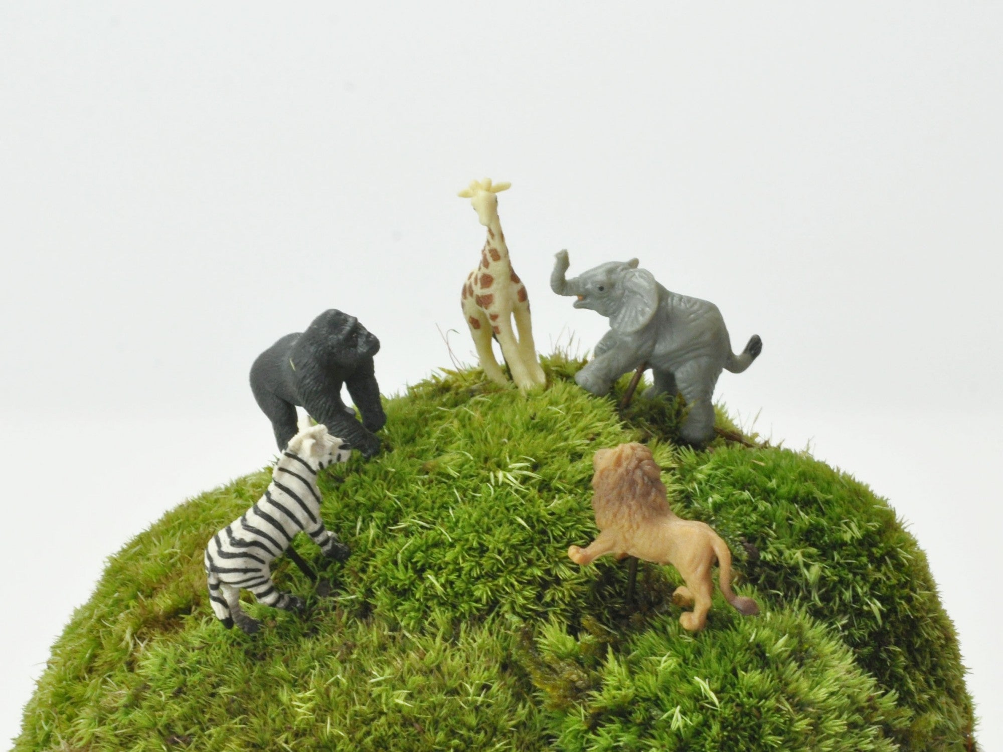 アニマルピック ライオンの販売｜盆栽妙 – 盆栽妙 本店