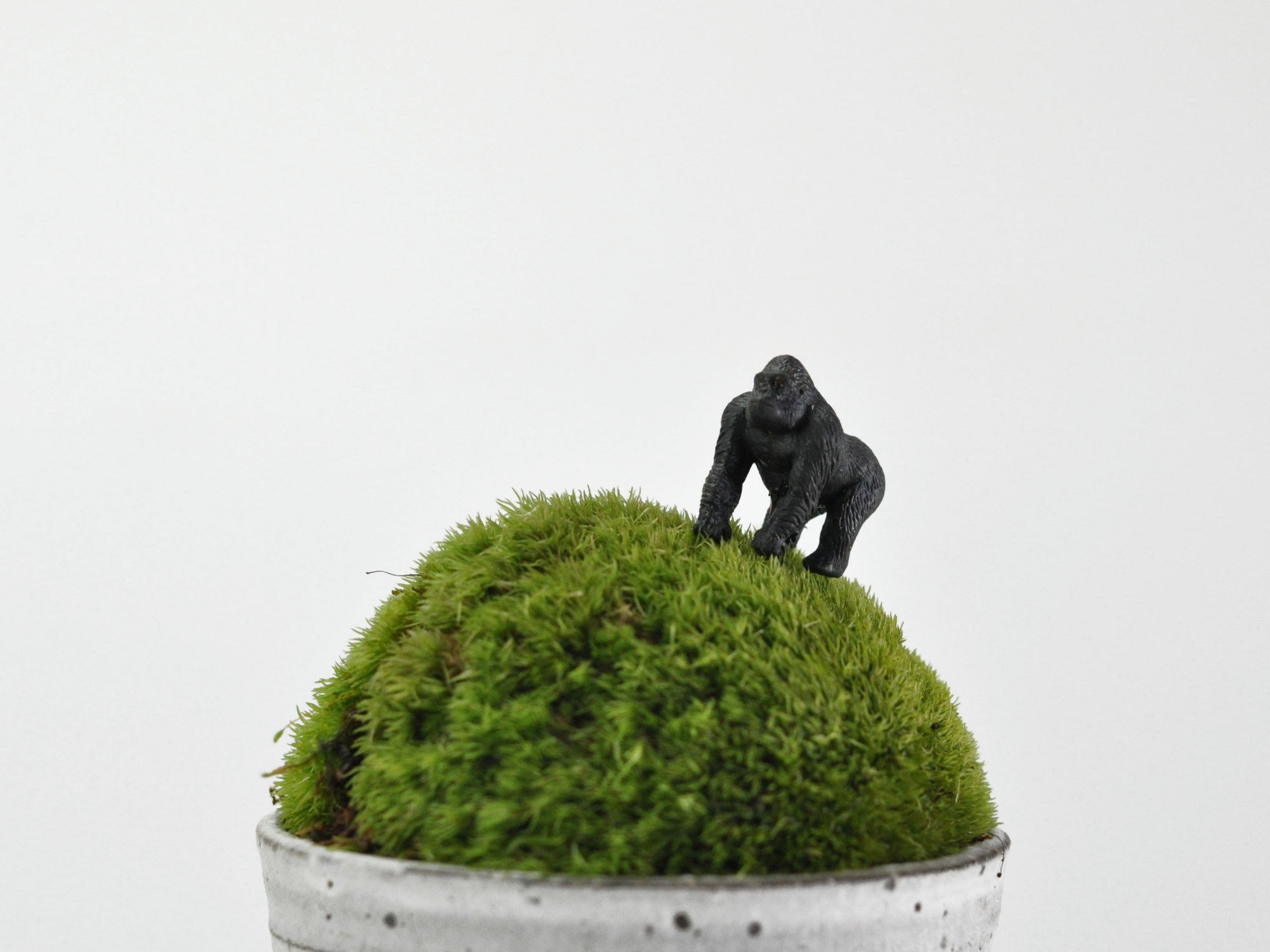 アニマルピック ゴリラの販売｜盆栽妙 – 盆栽妙 本店