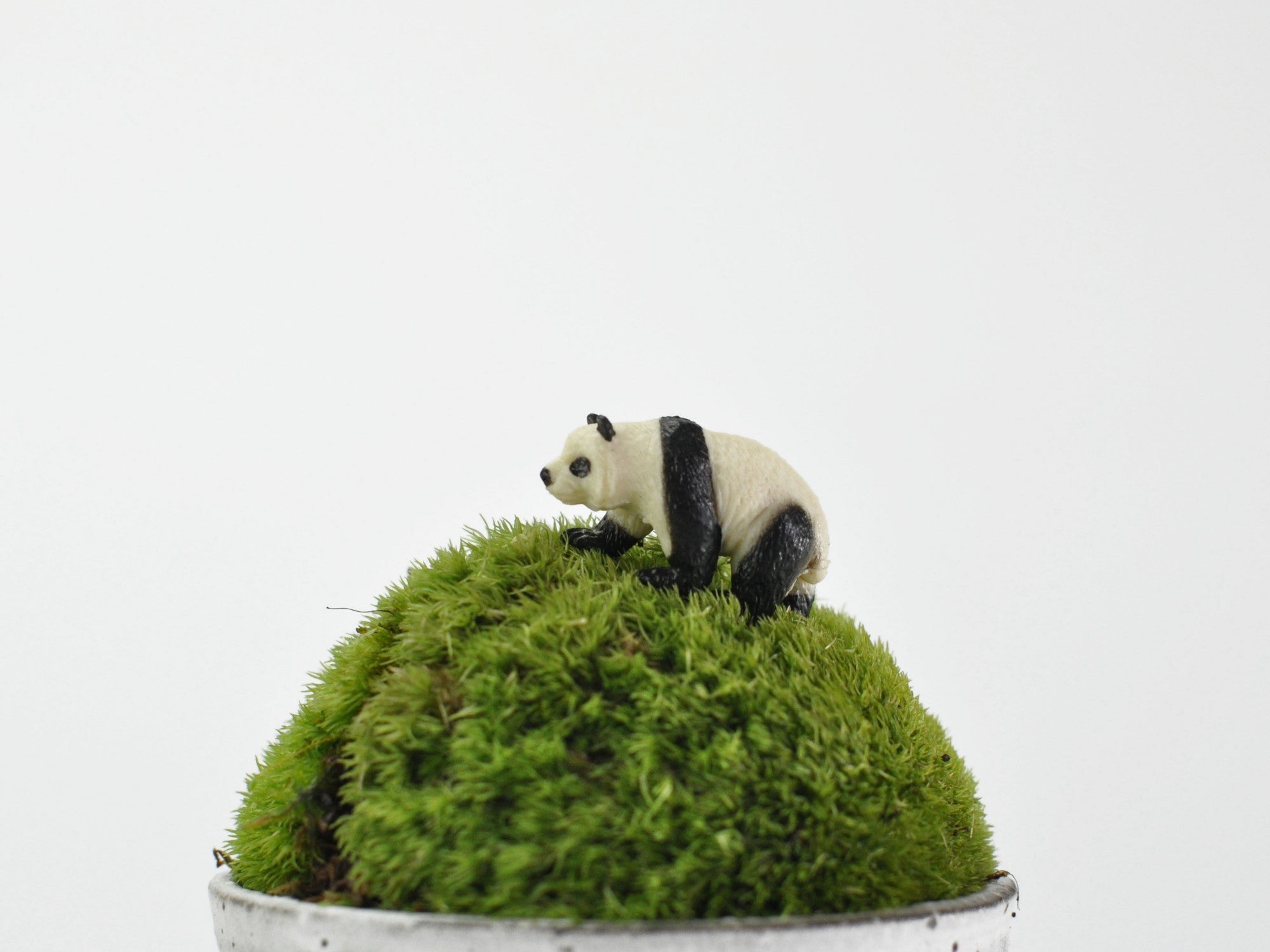 アニマルピック パンダの販売｜盆栽妙 – 盆栽妙 本店