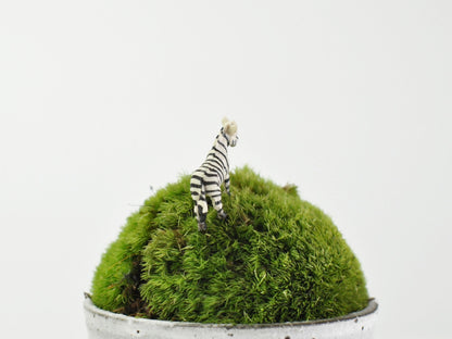 アニマルピック シマウマ