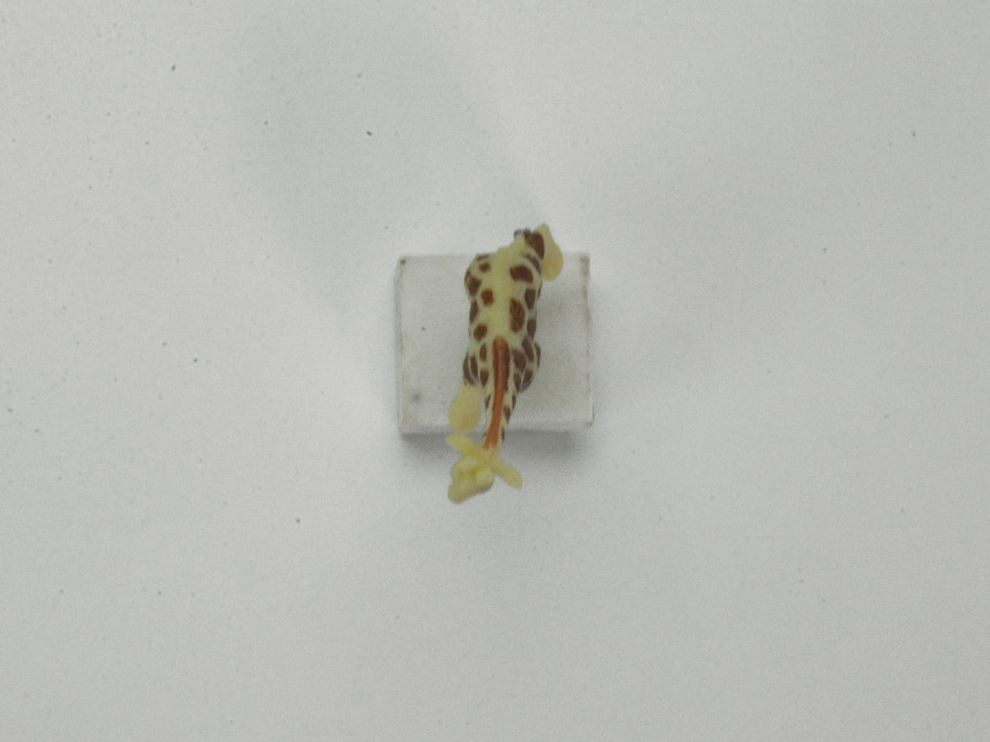 アニマルピック キリン