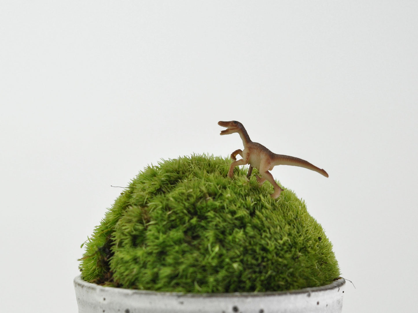 アニマルピック ラプター