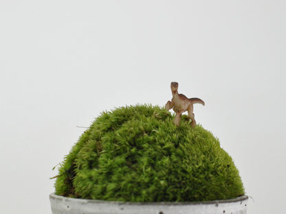 アニマルピック ラプター