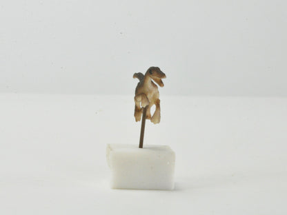 アニマルピック ラプター