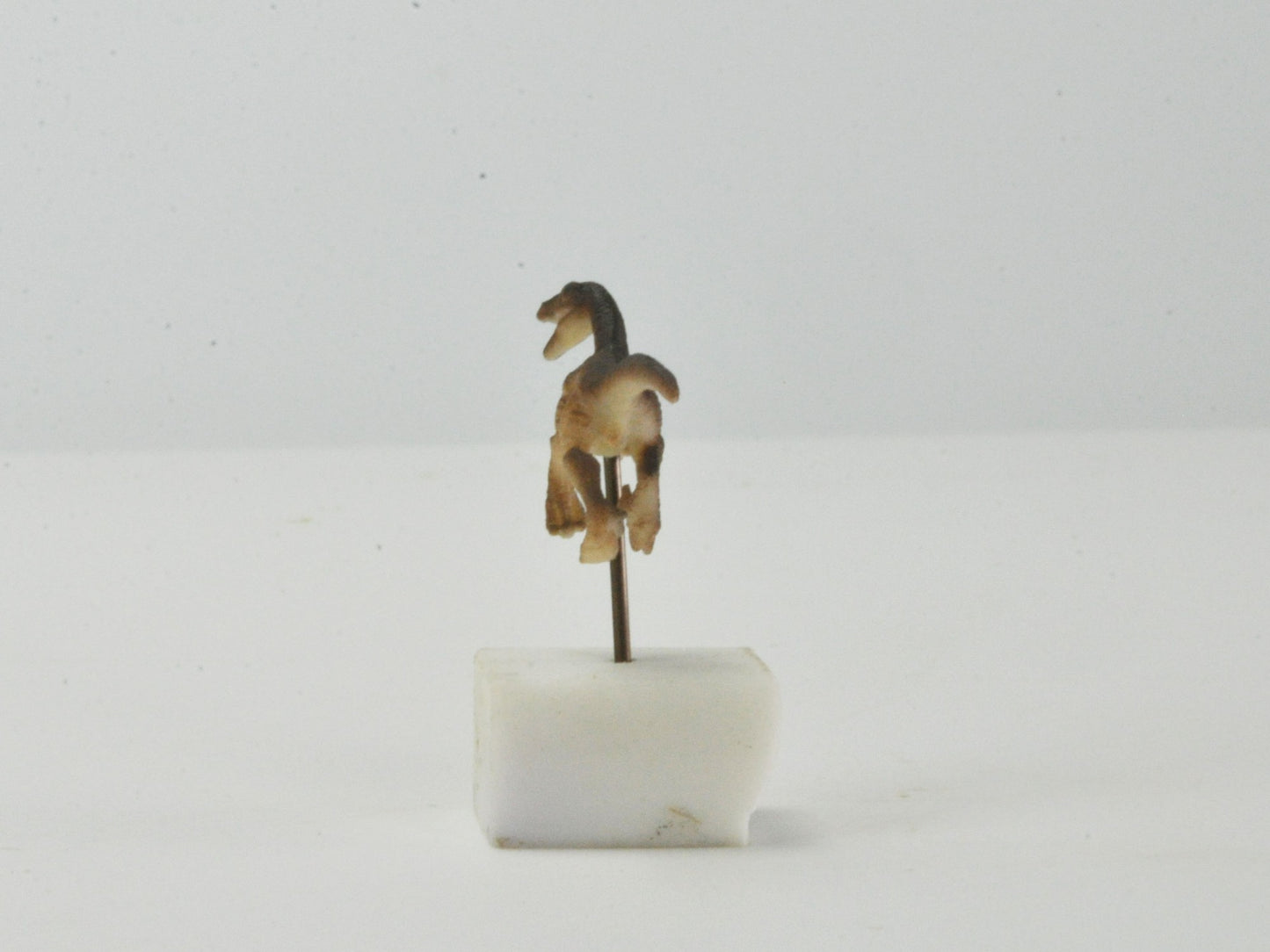 アニマルピック ラプター