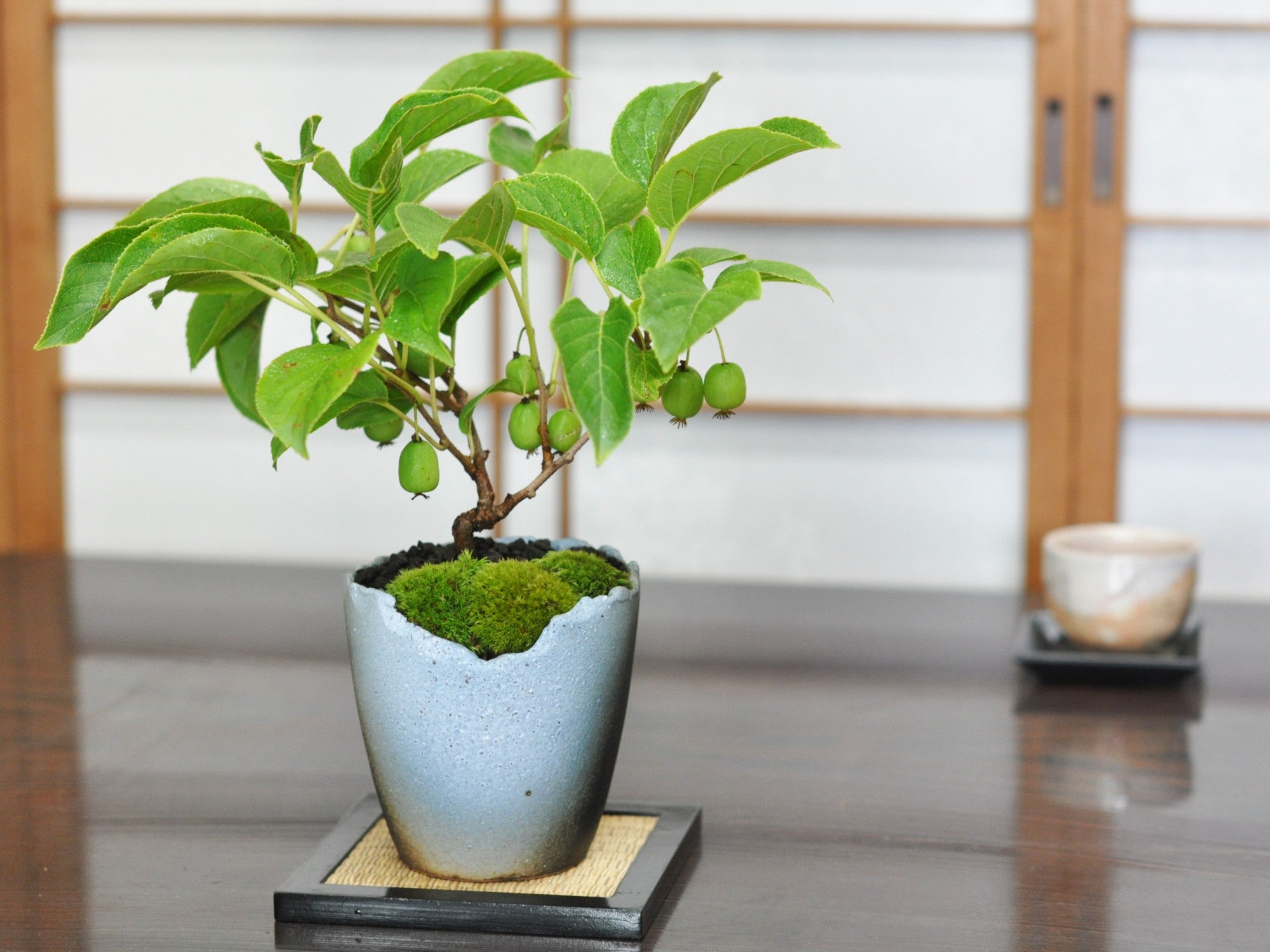 盆栽 サルナシ 樹高鉢底より約40cm