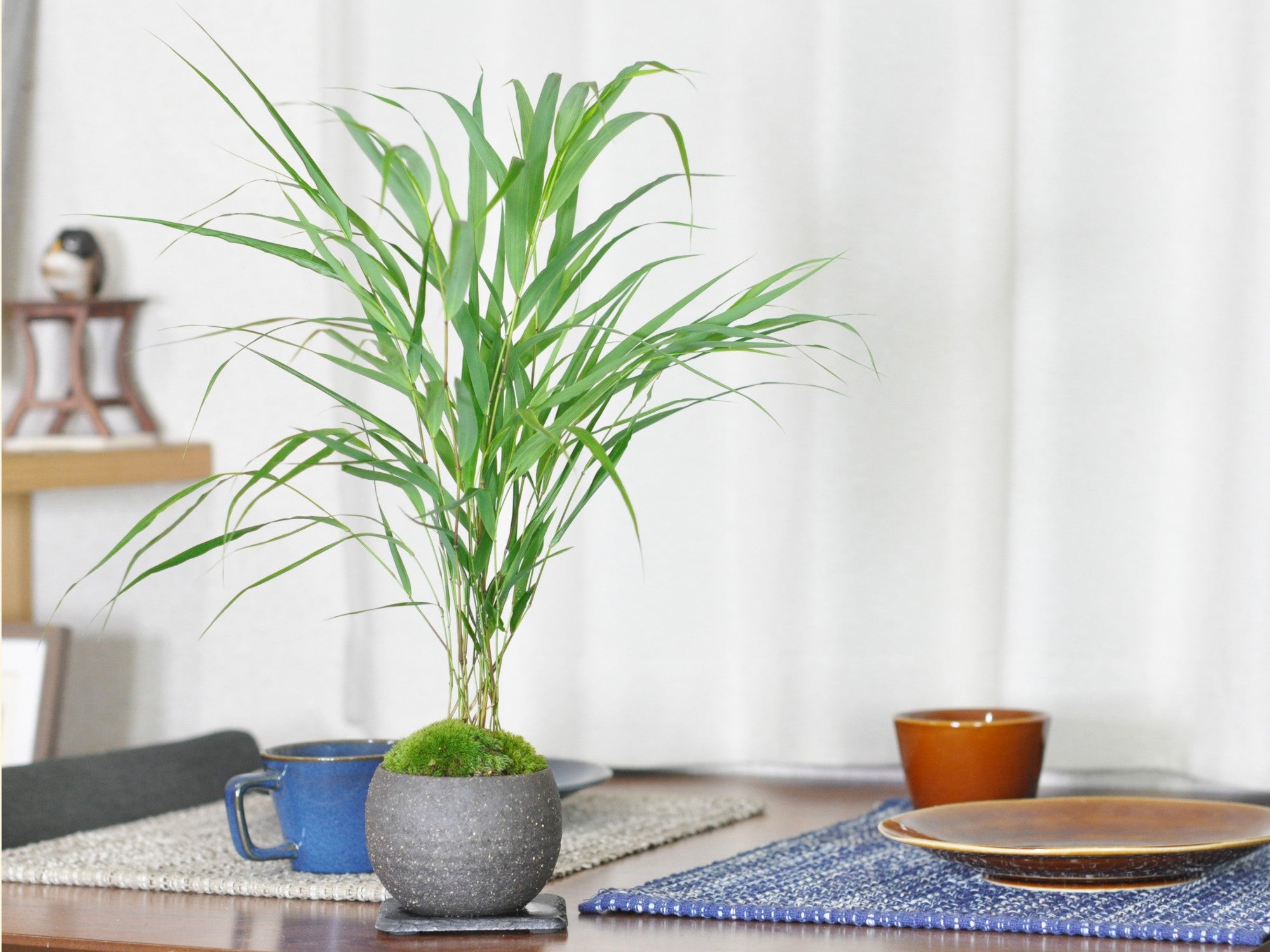 青フウチソウ 信楽焼銀灰丸鉢の盆栽の販売｜盆栽妙 – 盆栽妙 本店