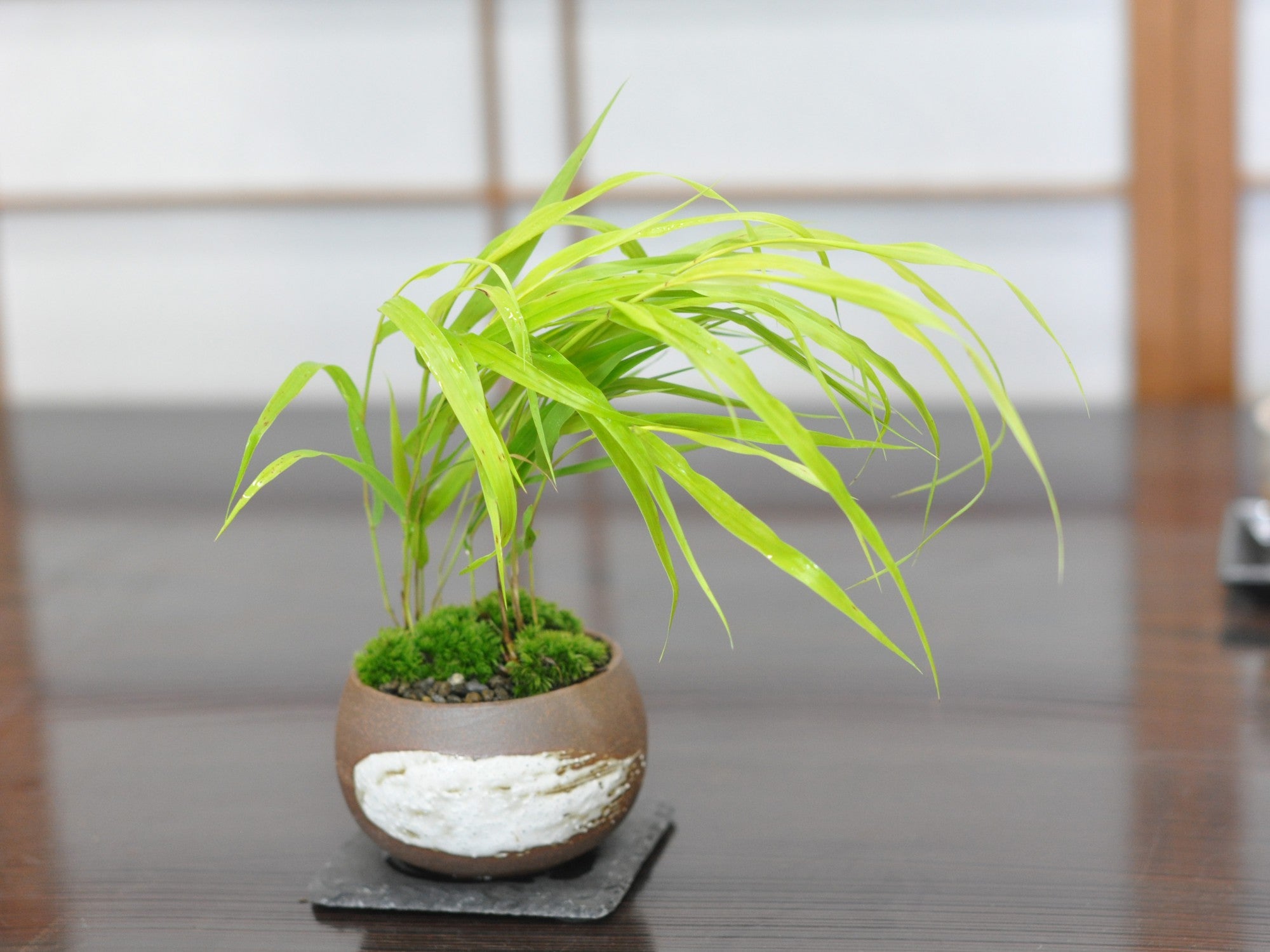 黄金風知草 万古焼ハケメ丸鉢の盆栽の販売｜盆栽妙 – 盆栽妙 本店