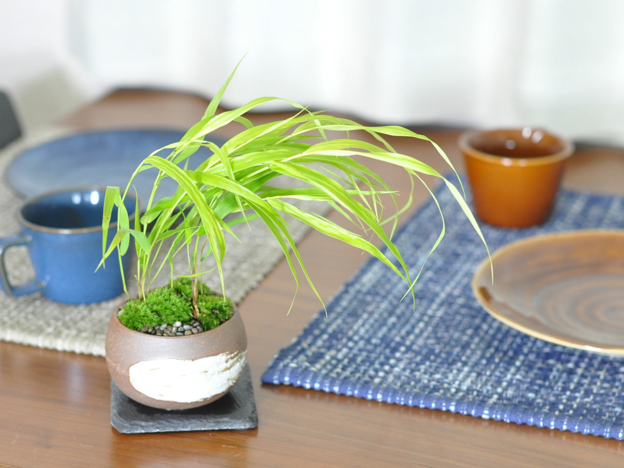 黄金風知草 万古焼ハケメ丸鉢の盆栽の販売｜盆栽妙 – 盆栽妙 本店