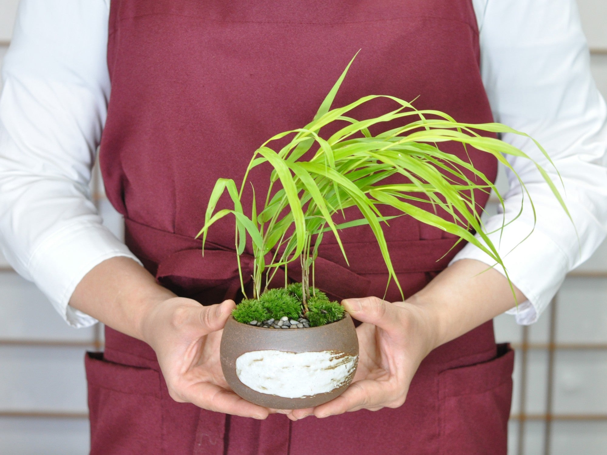 黄金風知草 万古焼ハケメ丸鉢の盆栽の販売｜盆栽妙 – 盆栽妙 本店