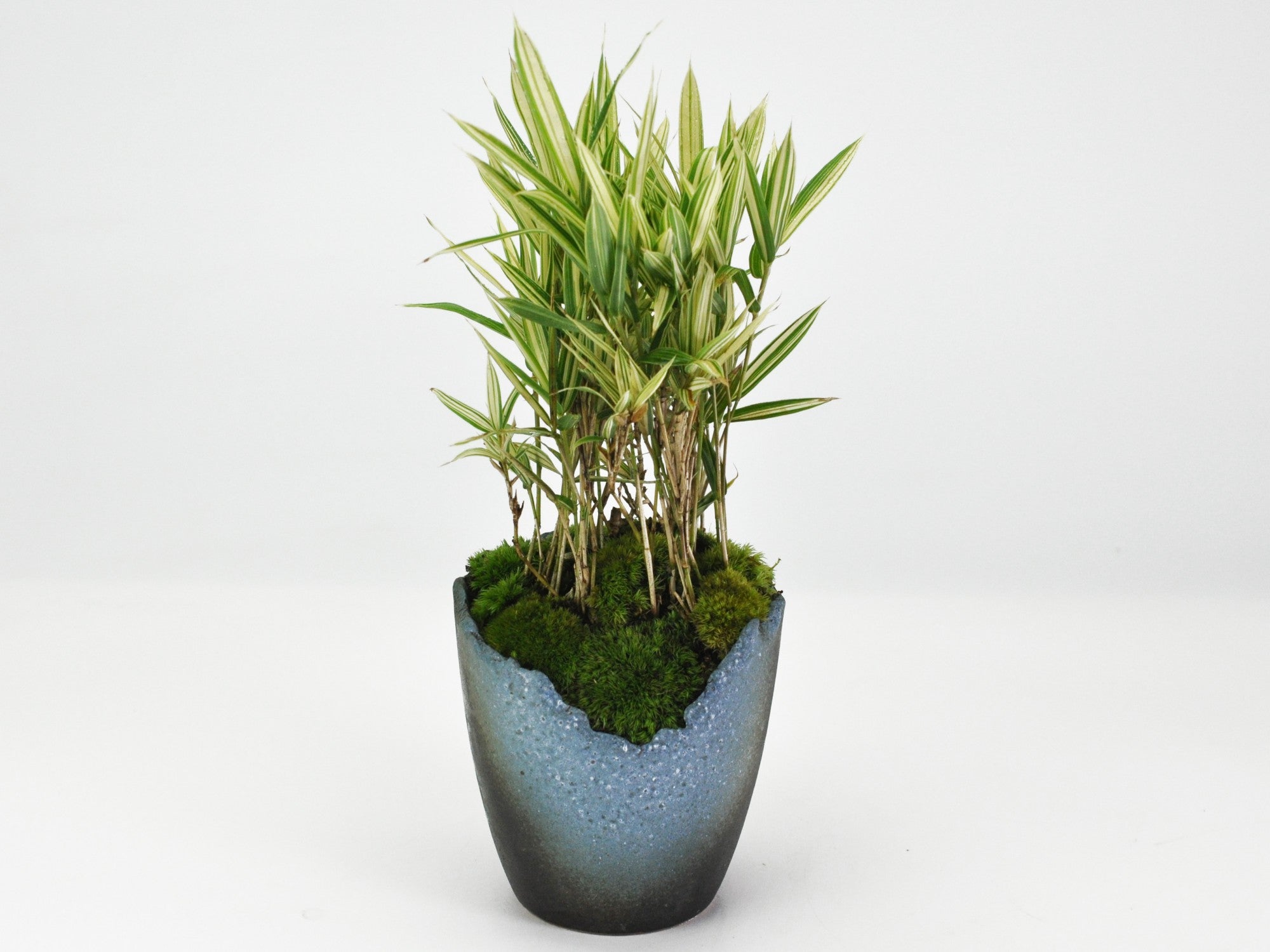 縞笹の盆栽 信楽焼切り込み変形鉢の盆栽の販売｜盆栽妙 – 盆栽妙 本店