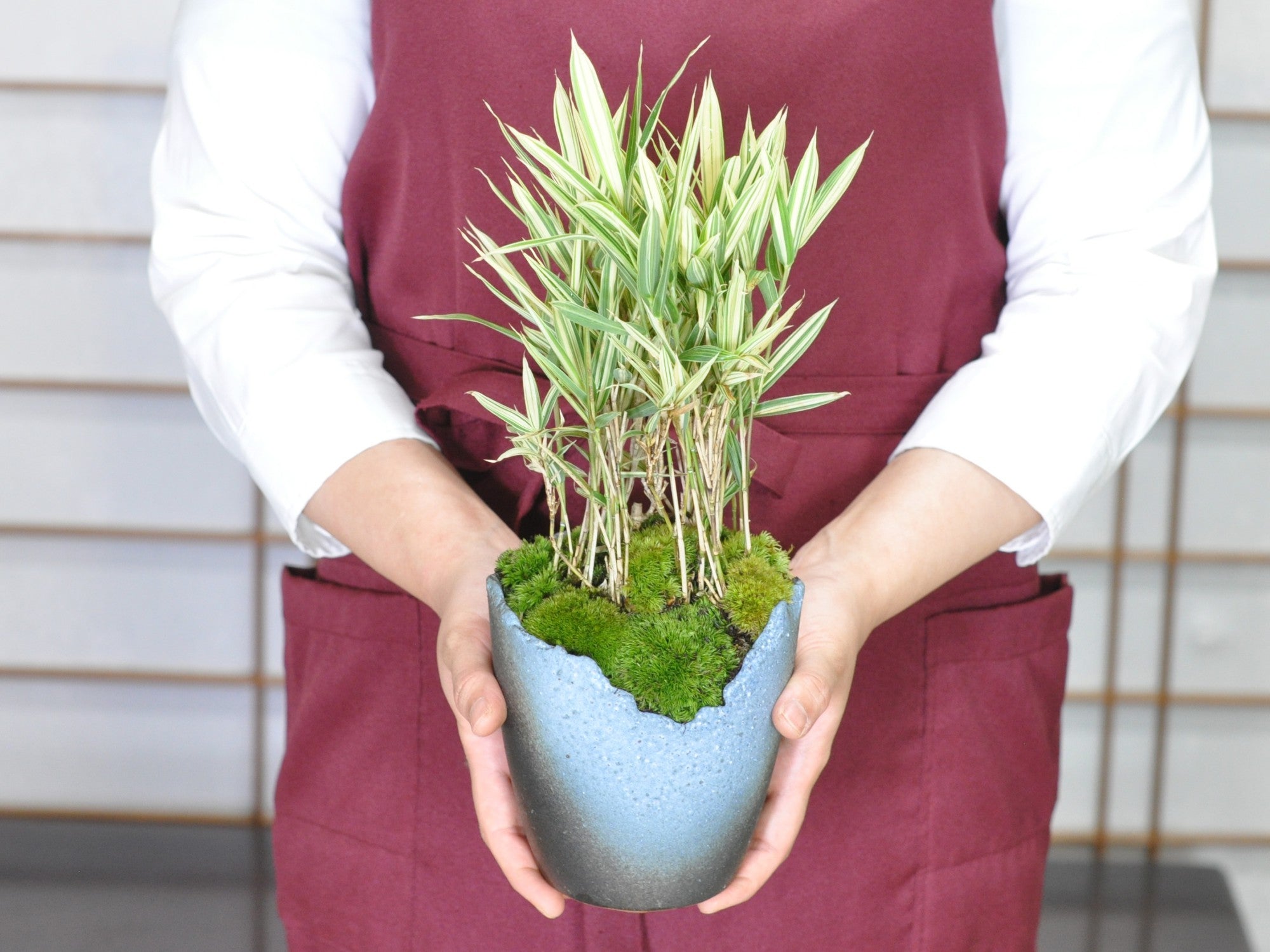 縞笹の盆栽 信楽焼切り込み変形鉢の盆栽の販売｜盆栽妙 – 盆栽妙 本店