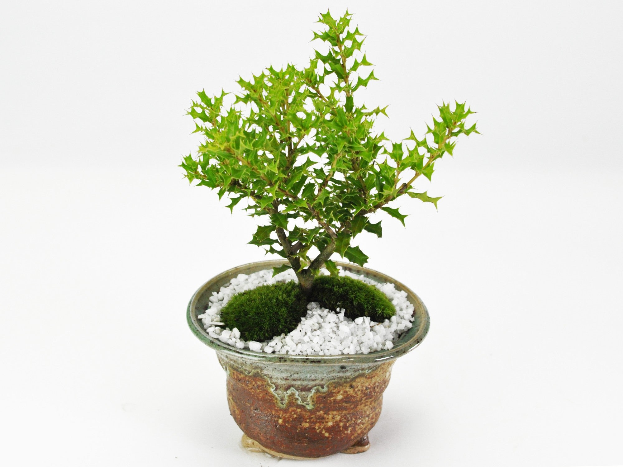 姫ヒイラギの盆栽 信楽焼南蛮鉢の盆栽の販売|盆栽妙 – 盆栽妙 本店 姫ヒイラギの盆栽 信楽焼南蛮鉢の盆栽の販売|盆栽妙 – 盆栽妙 本店
